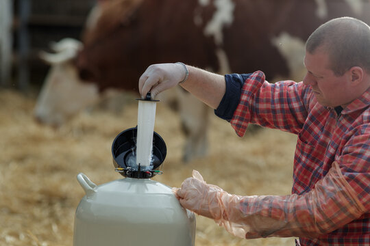 Farmer using liquid nitrogen tank for artificial insemination of cows