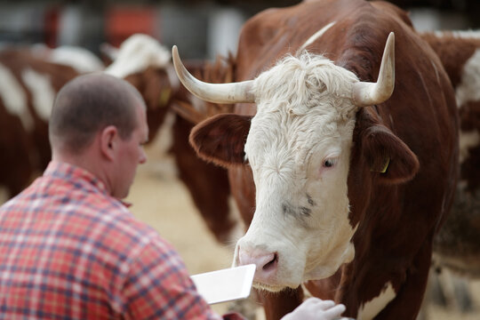 Farmer interacts with cow using a tablet in barn