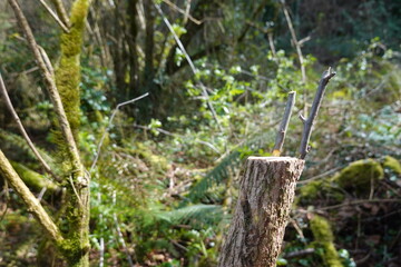 Obraz premium Crown grafting new scions on a tree stump