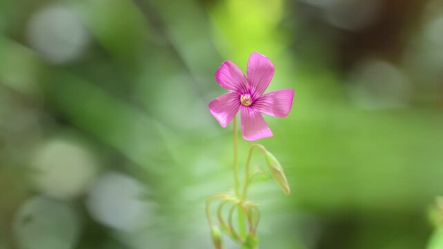 Vibrant Pink-sorrel (Oxalis articulata) Wildflower Blooming with Soft Bokeh Background