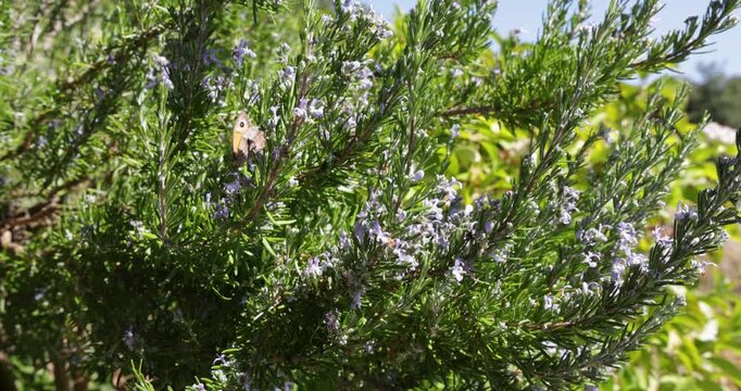 Gatekeeper butterfly resting on a blooming rosemary plant