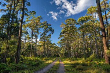 Fototapeta premium Scenic view of a peaceful dirt road winding through a vibrant forest, illuminated by sunlight filtering through the canopy