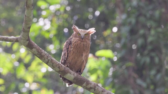 Discover the enigmatic beauty of the Buffy Fish Owl, one of the most striking owls of Southeast Asia. This footage captures its intense, golden-yellow gaze and its iconic ear tufts as it perches calml