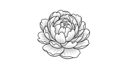 Elegant black and white peony flower line art illustration © musa