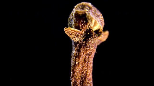 Dried Clove Bud (Syzygium aromaticum) Spice Macro Detail Showing Hypanthium and Sepals Texture on Black Background