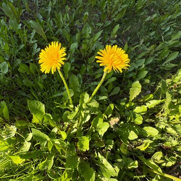 Two yellow dandelion flowers (Taraxacum officinale) growing in green grass under sunlight. Close-up of wild spring flowers in a natural meadow, symbolizing freshness, growth, and seasonal change.