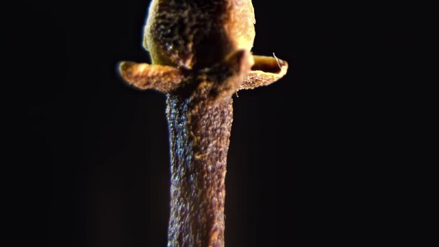 Organic Texture of Dried Clove Spice on Black, Syzygium aromaticum, Macro 4K