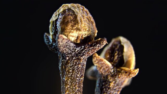Botanical Structure of Syzygium aromaticum Flower Bud, Macro. Raw Material for Eugenol Extraction