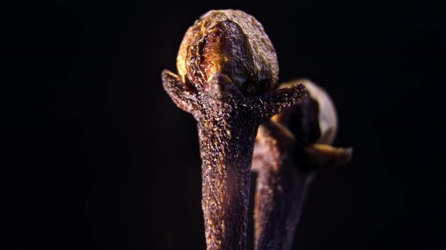 Anatomy of Clove Spice: Hypanthium and Sepals Detailed View. Raw Material for Eugenol Extraction