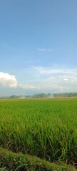 Obraz premium rice field and blue sky