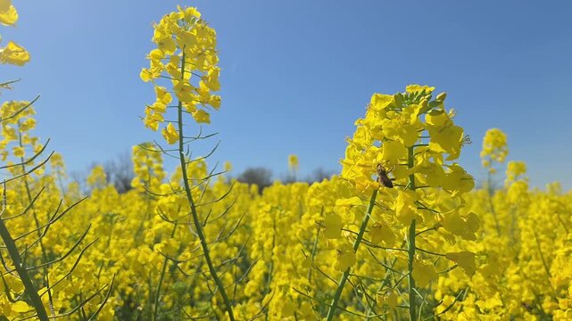 Abeille butinant les fleurs de colza dans un champ agricole