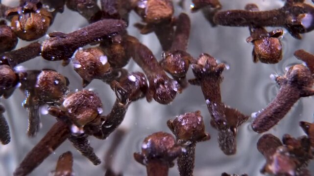 Syzygium aromaticum Buds in Liquid Macro. Initial Stage of Aqueous Extraction of Clove Essential Oils.