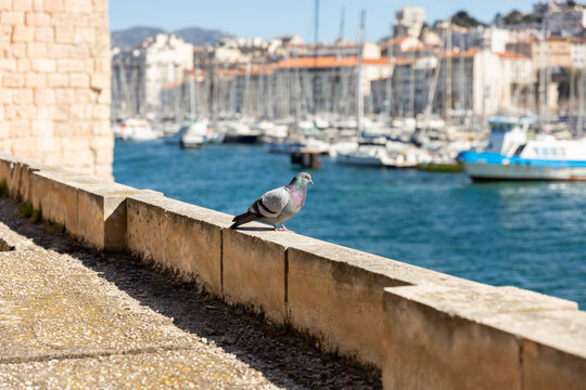 Pigeon vue de profil pos&eacute; sur un muret en pierre surplombant la sortie du Vieux-Port de Marseille, bateaux et ville en arri&egrave;re-plan, temps ensoleill&eacute;