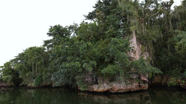 A stony riverbank overgrown with ferns and mangrove trees during low tide in the Okefenokee Swamp