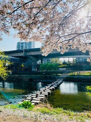 Spring in Korea © Nami