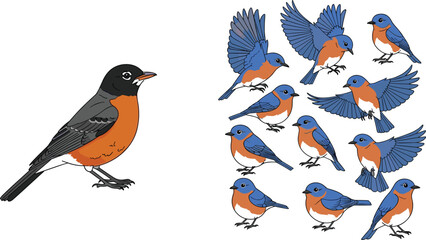 Colorful Bluebird Set Featuring Different Poses and Details of the Male Eastern Bluebird © Manna