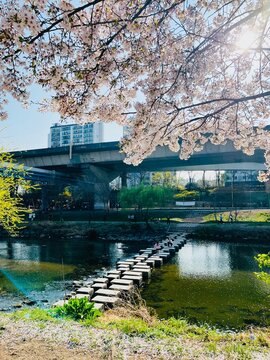 Spring in Korea