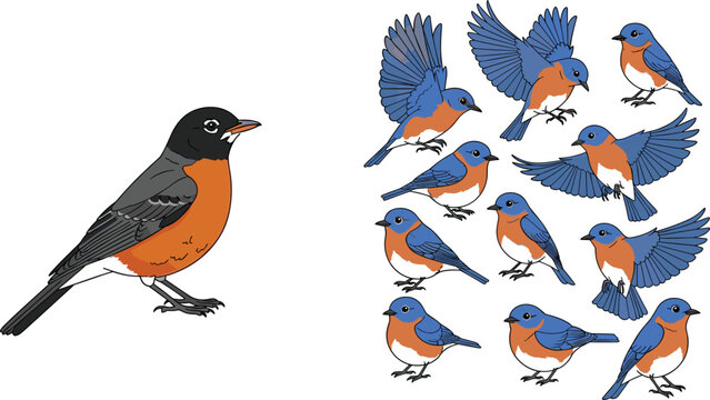 Colorful Bluebird Set Featuring Different Poses and Details of the Male Eastern Bluebird