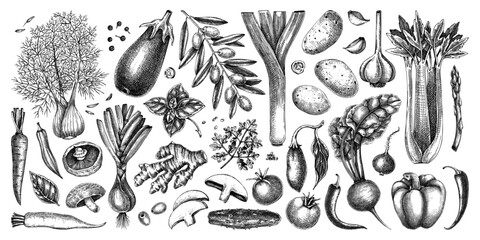 Fresh vegetables and culinary herbs  hand drawn food illustrations in vinatge engraved style  © sketched-graphics