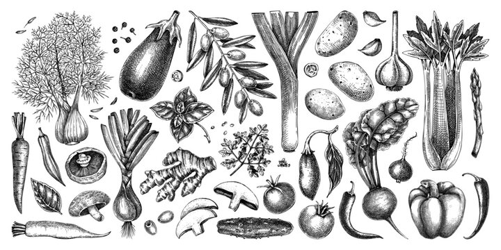 Fresh vegetables and culinary herbs  hand drawn food illustrations in vinatge engraved style 