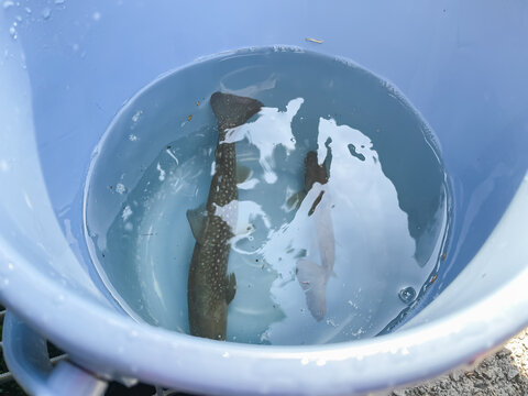 清流の川で釣った渓流の女王、ヤマメ(あまご)。バケツに離したところ。