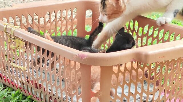 The mother cat is carrying her kitten.