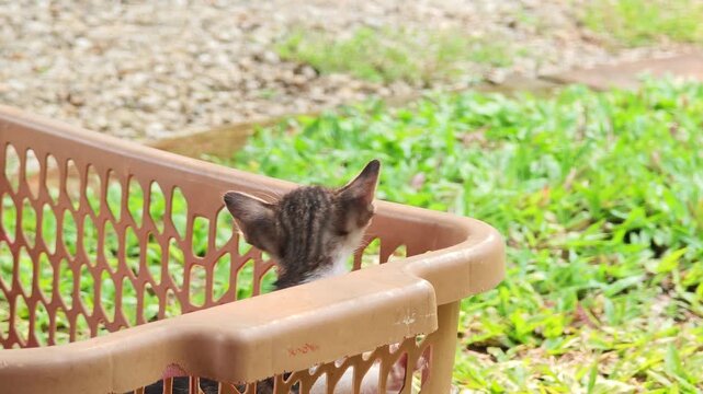 The kitten is crying for its mother.