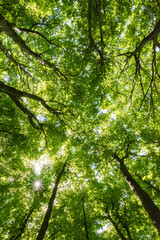 Fototapeta premium Low angle view of lush green forest canopy with bright sunlight filtering through leaves 
