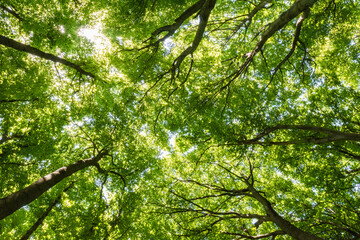 Fototapeta premium Low angle view of lush green forest canopy with bright sunlight filtering through leaves 