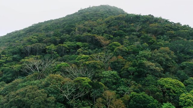 Close aerial over Atlantic rainforest hill in Florianopolis