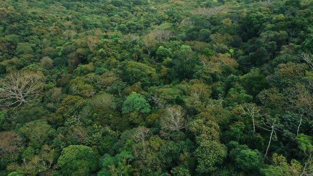 Top down canopy texture over Atlantic rainforest in Brazil