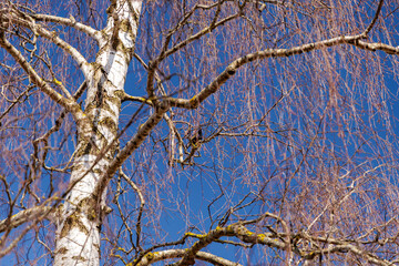 Obraz premium Common Starling Perched on Birch Tree