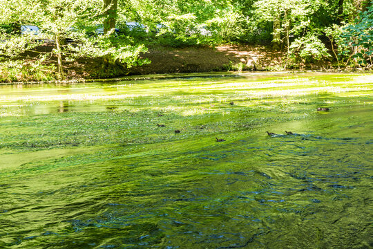 River Wuerm flowing through lush green forest in Gauting near Munich, Bavaria, Germany
