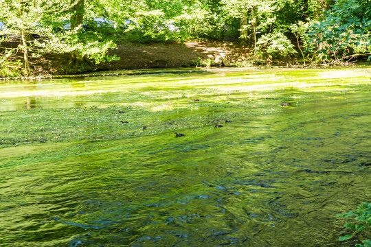 River Wuerm flowing through lush green forest in Gauting near Munich, Bavaria, Germany