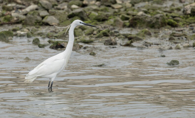 Obraz premium A little egret Egretta garzetta wades in shallow rippled water near a rocky, mossy shoreline at low tide, showing its white plumage and slender black bill