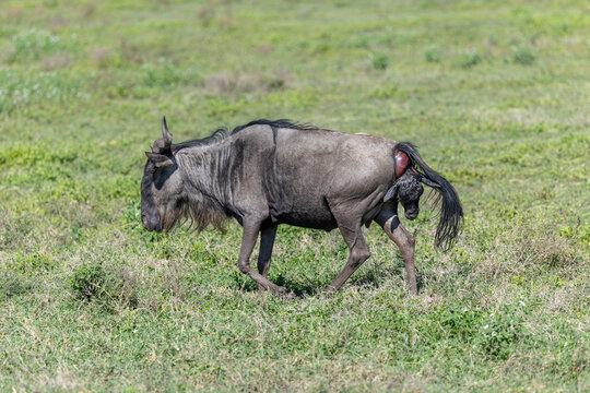Ein kleines Gnu wird in der Serengeti geboren
