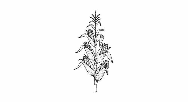 Black and white illustration of a corn stalk with multiple ears of corn