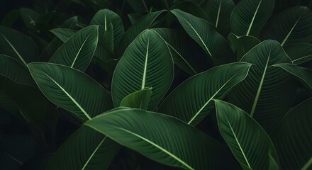 Fototapeta premium Full Frame Dark Moody Tropical Leaves Texture with Prominent Light Midribs for Premium Botanical Background