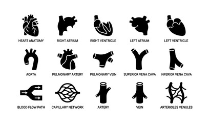 Fototapeta premium Heart anatomy icons set - atrium, ventricle, artery, vein, blood flow