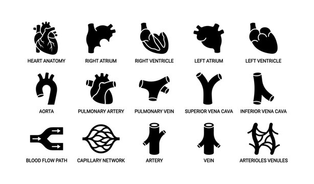 Heart anatomy icons set - atrium, ventricle, artery, vein, blood flow