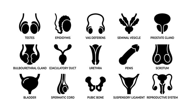 Male reproductive system icons: anatomy and function overview