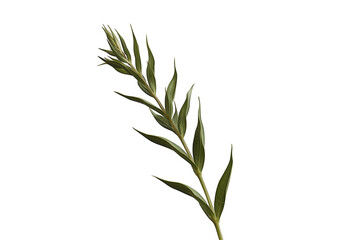 Fototapeta premium Fresh green willow branch featuring slender leaves and new growth, isolated with transparent background, nature concept