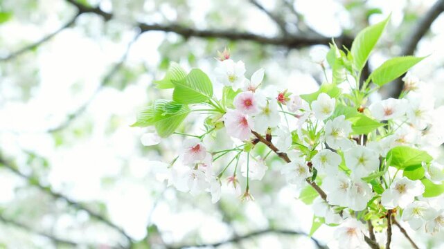 鮮やかな白い花と緑の葉が爽やかな満開の大島桜。空を見上げるような視点