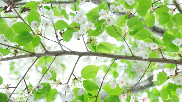 鮮やかな白い花と緑の葉が爽やかな満開の大島桜。空を見上げるような視点