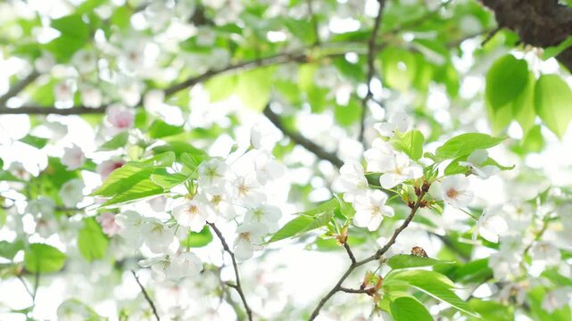 鮮やかな白い花と緑の葉が爽やかな満開の大島桜。空を見上げるような視点