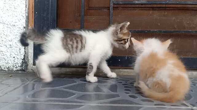 Playful kitten trying to initiate play with its sibling on a house porch. One kitten walks away followed by another, while a ginger and white kitten remains sitting still, observing the surroundings.
