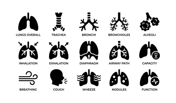 Lung anatomy icons: inhalation, exhalation, cough, wheeze, diaphragm, airway, function