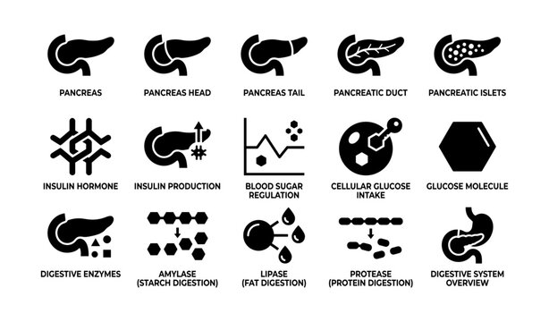 Pancreas functions and related processes icons set