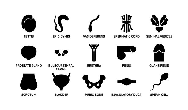 Diagram of male reproductive system: anatomy and components with labels