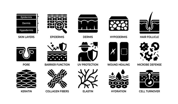 Icons of skin layers and functions: epidermis, dermis, hair follicle, uv protection